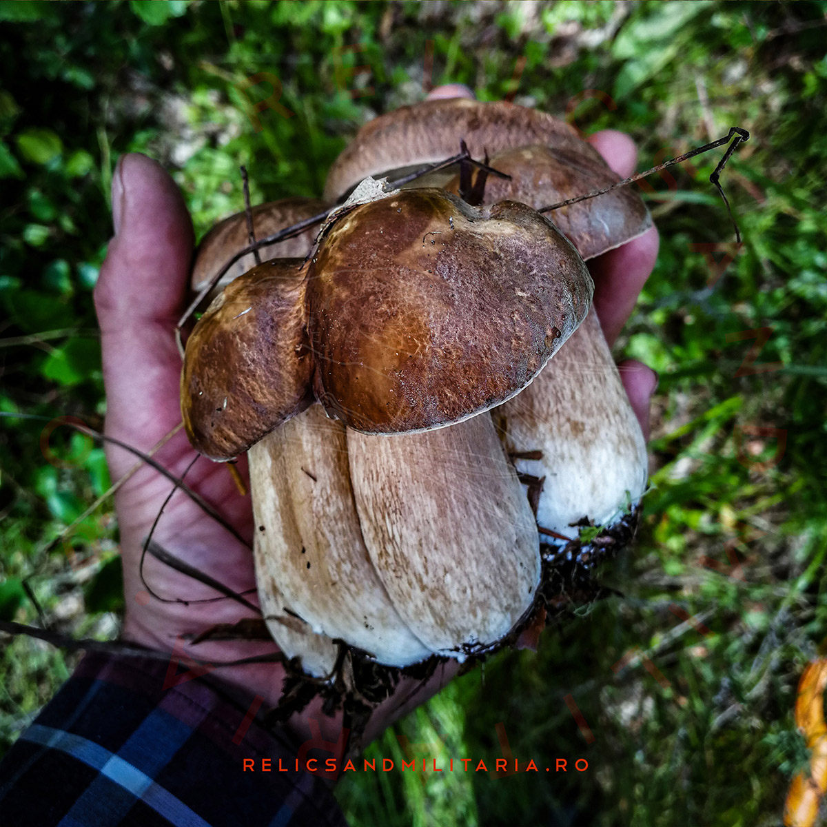 Picking boletus in the Forest